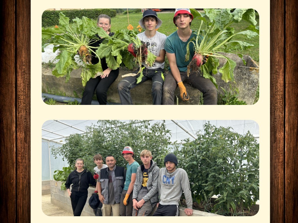 Première récolte de betteraves par l'atelier horticulture de l'Impro de Pagès